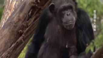 猩猩真可以变成人吗视频,揭秘真可以变成人的科学真相