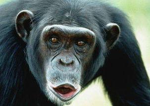 猩猩真可以变成人吗视频,揭秘真可以变成人的科学真相