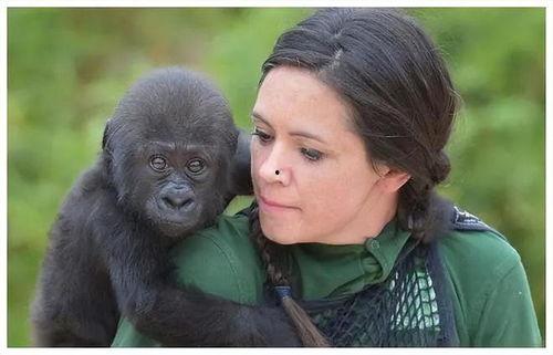 猩猩真可以变成人吗视频,揭秘真可以变成人的科学真相