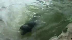 成人训练狗拉屎视频播放,跟随视频教程一起学习