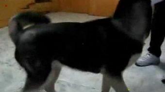 成人训练狗拉屎视频播放,跟随视频教程一起学习