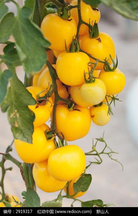 番茄视频成人免费下载,揭秘热门视频平台的福利秘密