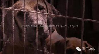 我要看小狗变成人类视频,萌宠穿越人类世界