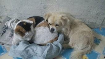 我要看小狗变成人类视频,萌宠穿越人类世界