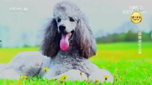 我要看小狗变成人类视频,萌宠穿越人类世界