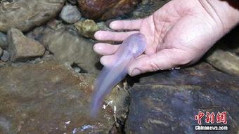 蝌蚪在线成人教育视频,蝌蚪在线视频课程深度解析