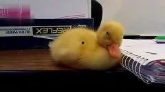 成人上课打瞌睡视频播放,揭秘成人上课打瞌睡的瞬间