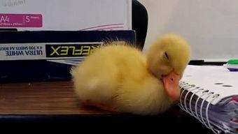 成人上课打瞌睡视频播放,揭秘成人上课打瞌睡的瞬间