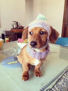 搜索狗成人帽子的视频,搜索狗视频带你领略潮流风采